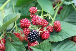 Třísloviny jsou účinné antioxidanty