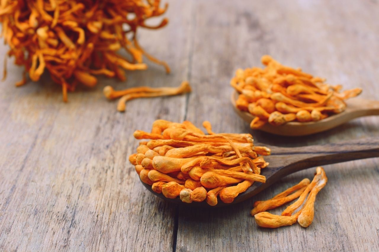 Cordyceps, Reishi nebo Shiitake – houby, které pomáhají